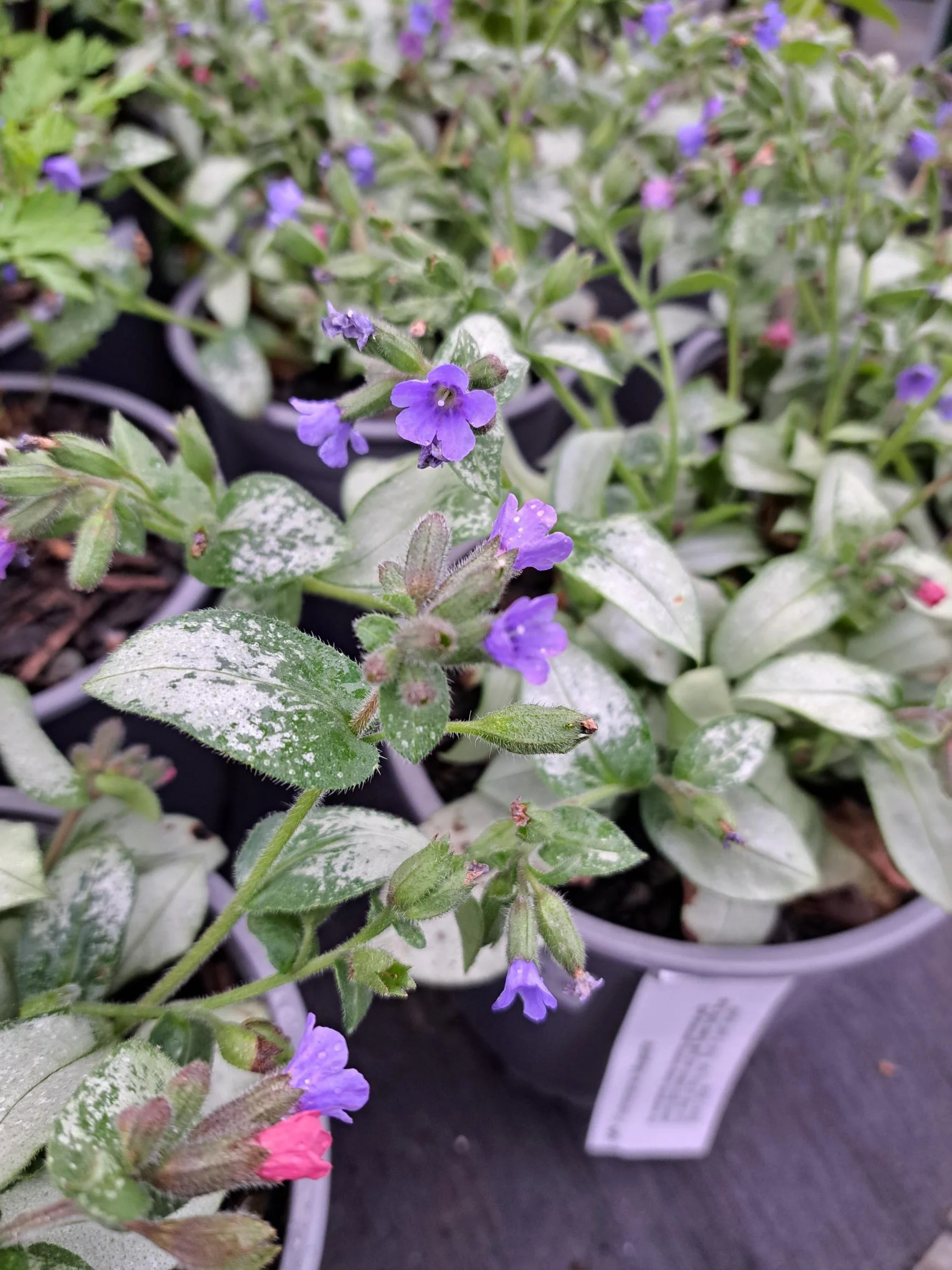 Pulmonaria Majeste 2.5L