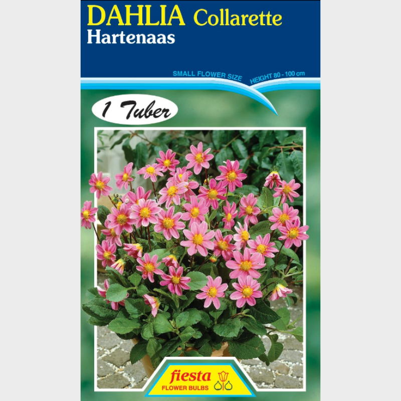 Dahlia-1 (2).png