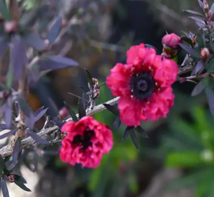 Leptospermum Crimson Glory Pb6.5