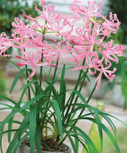 Nerine Petronella - 1 bulb