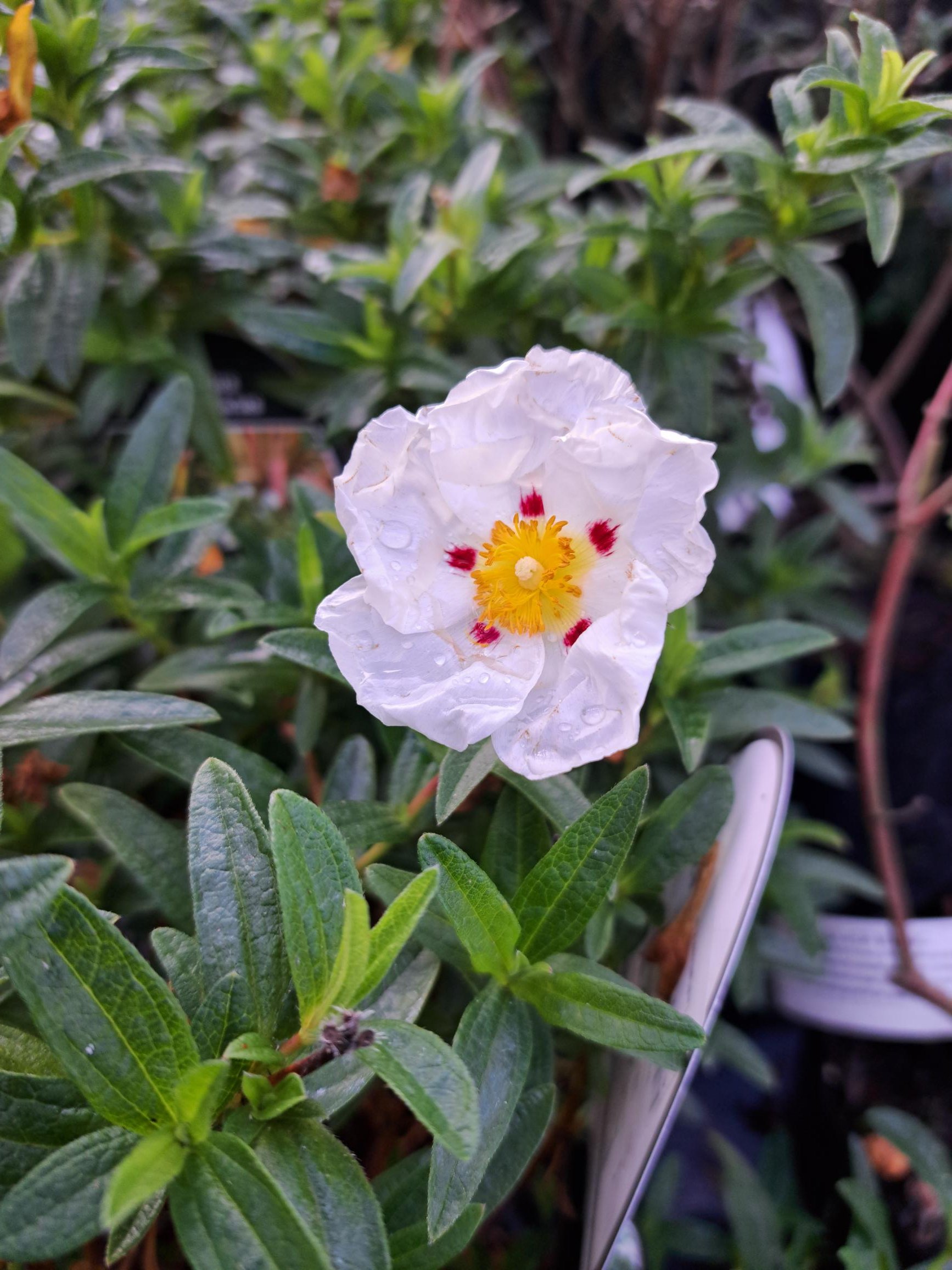 Cistus Lusitanicus