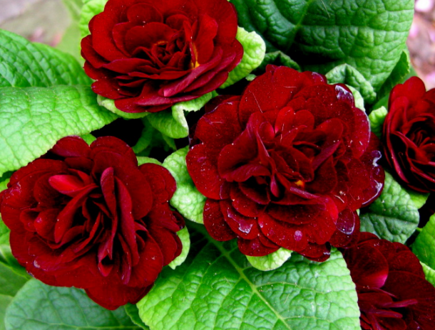 Primula Belarina Valentine 12cm
