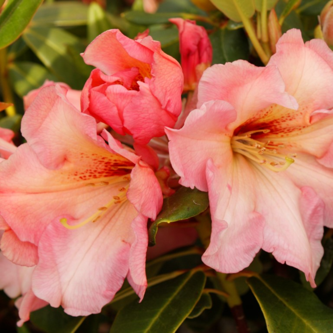 Rhododendron Wind Song — Mosgiel Garden Place