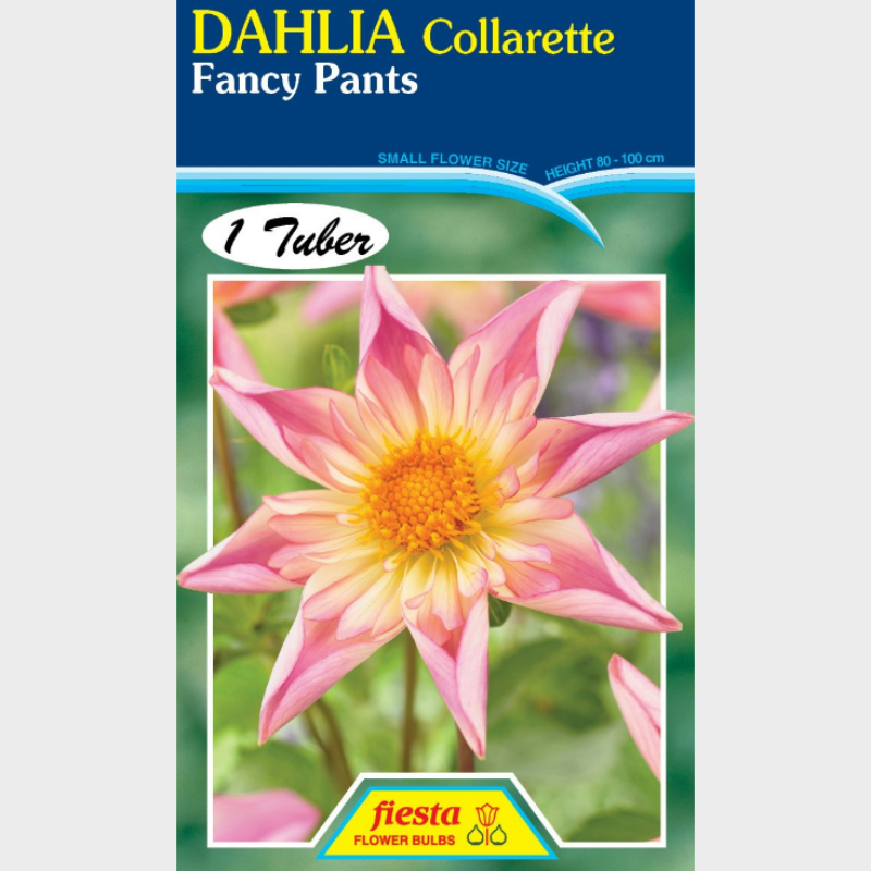 Dahlia-1.png