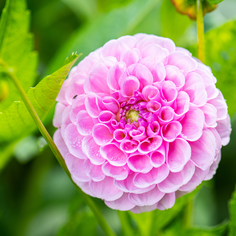 Dahlia-2 (7).png