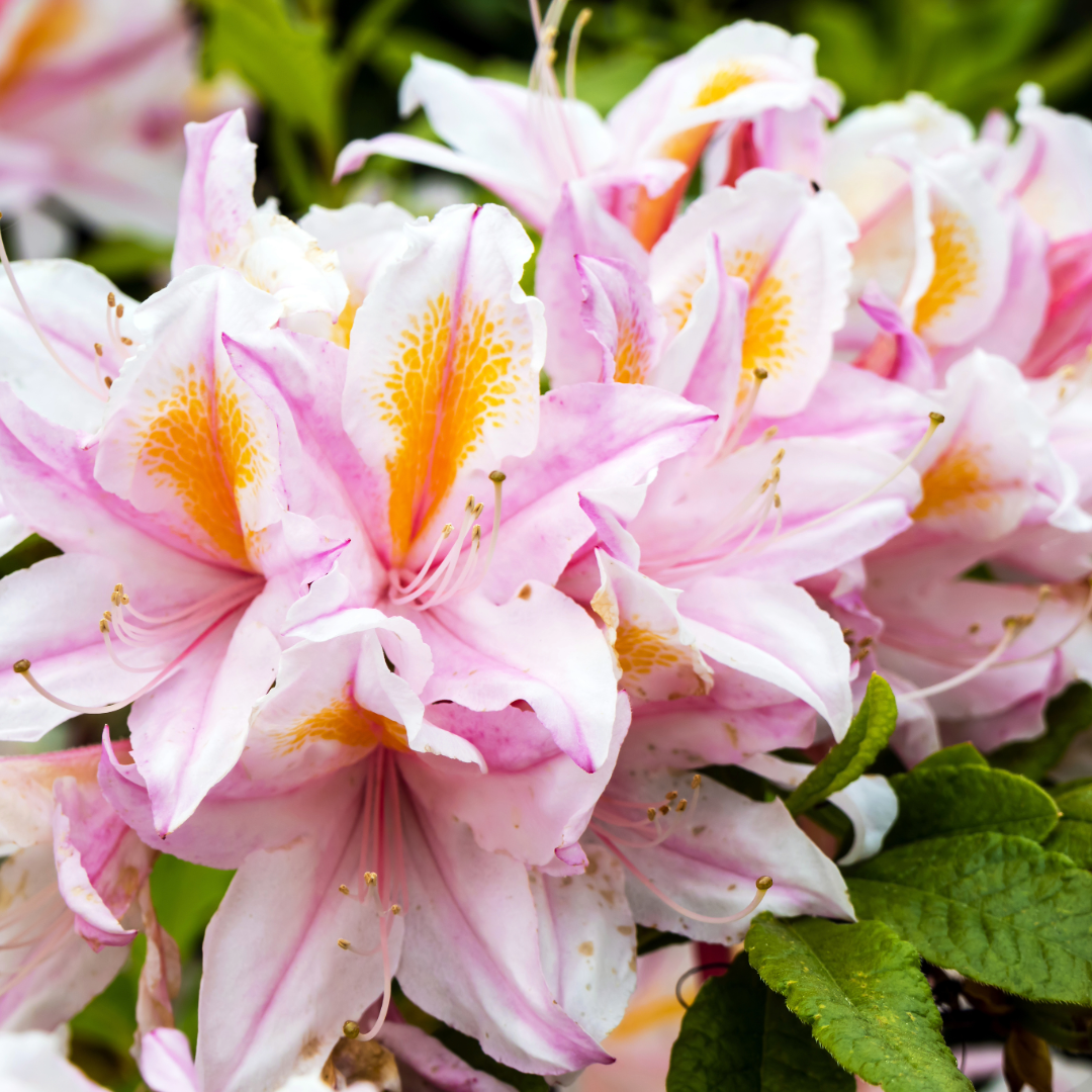 Azalea Occidentale Delicatissima — Mosgiel Garden Place