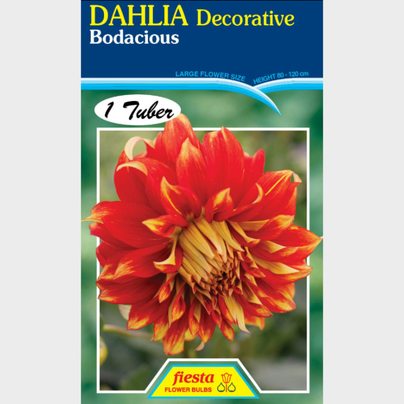 Dahlia-1 (5).png