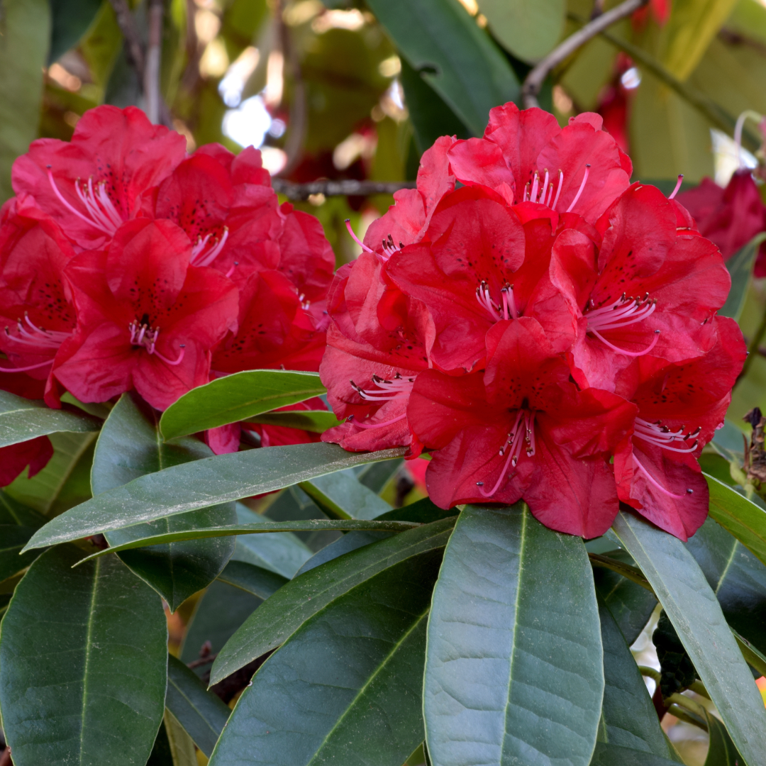 Rhododendron Bibiani 2.5L