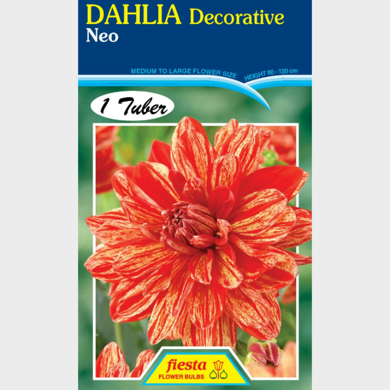 Dahlia-1 (11).png