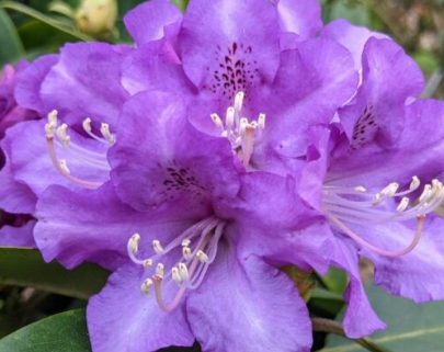 Rhododendron True Blue 6L
