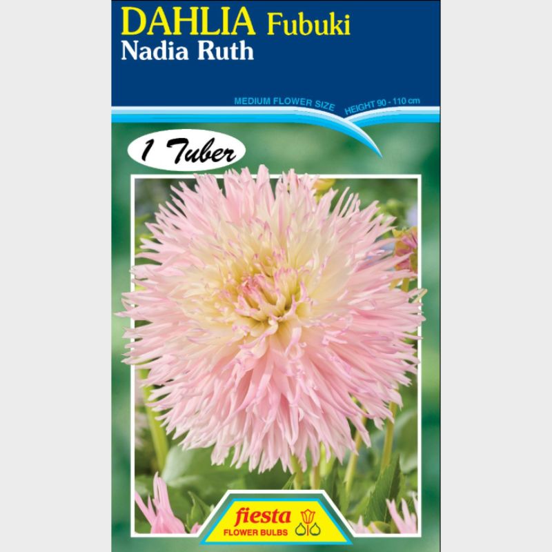 Dahlia-1 (13).png
