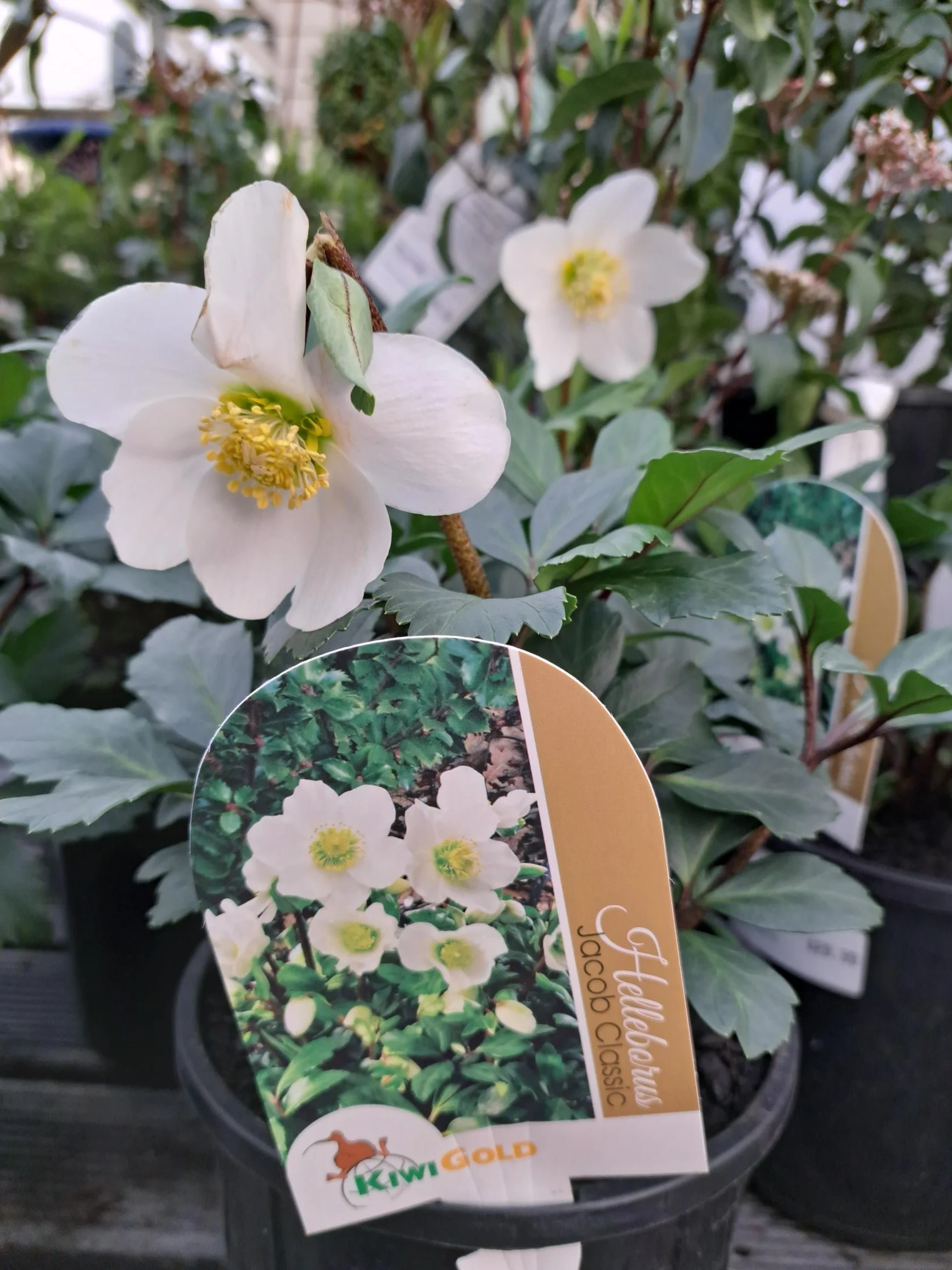 Helleborus Jacob Classic