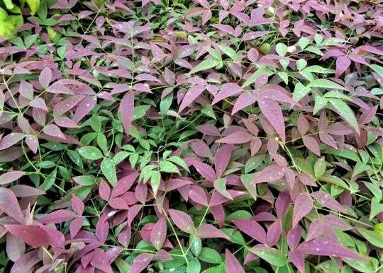 Nandina Flirt 3L