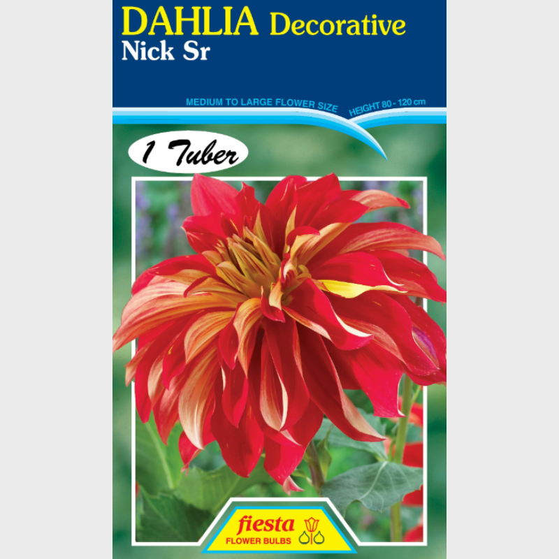 Dahlia-1 (12).png