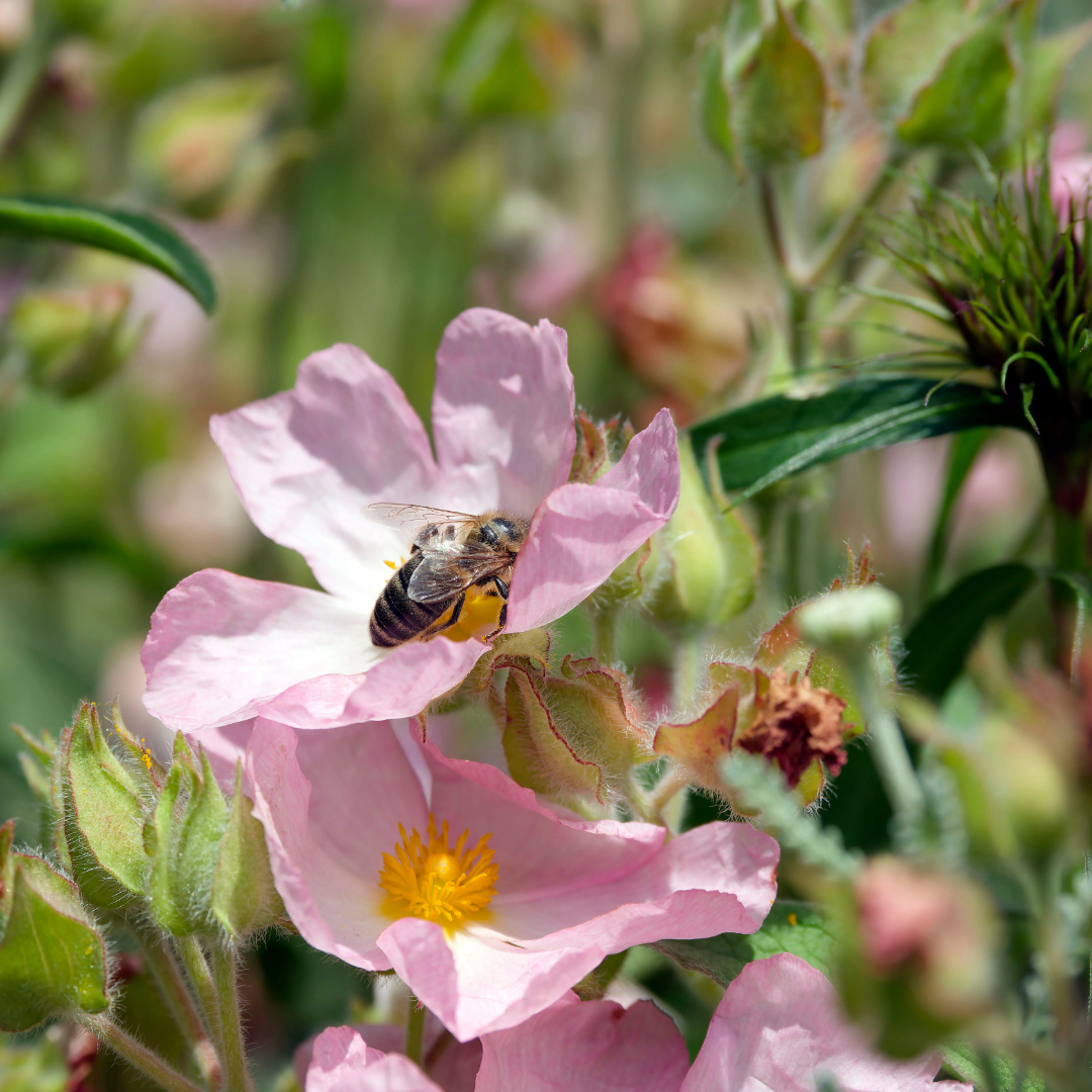 Cistus Silver Pink PB6.5