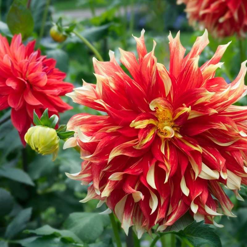Dahlia-2 (3).png