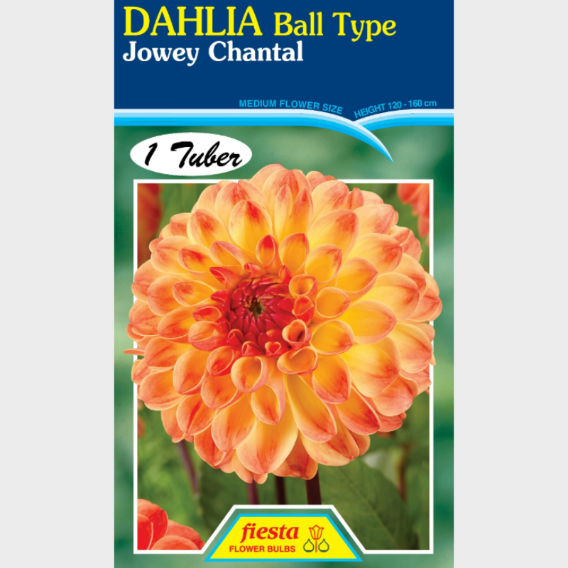 Dahlia-1 (5).png