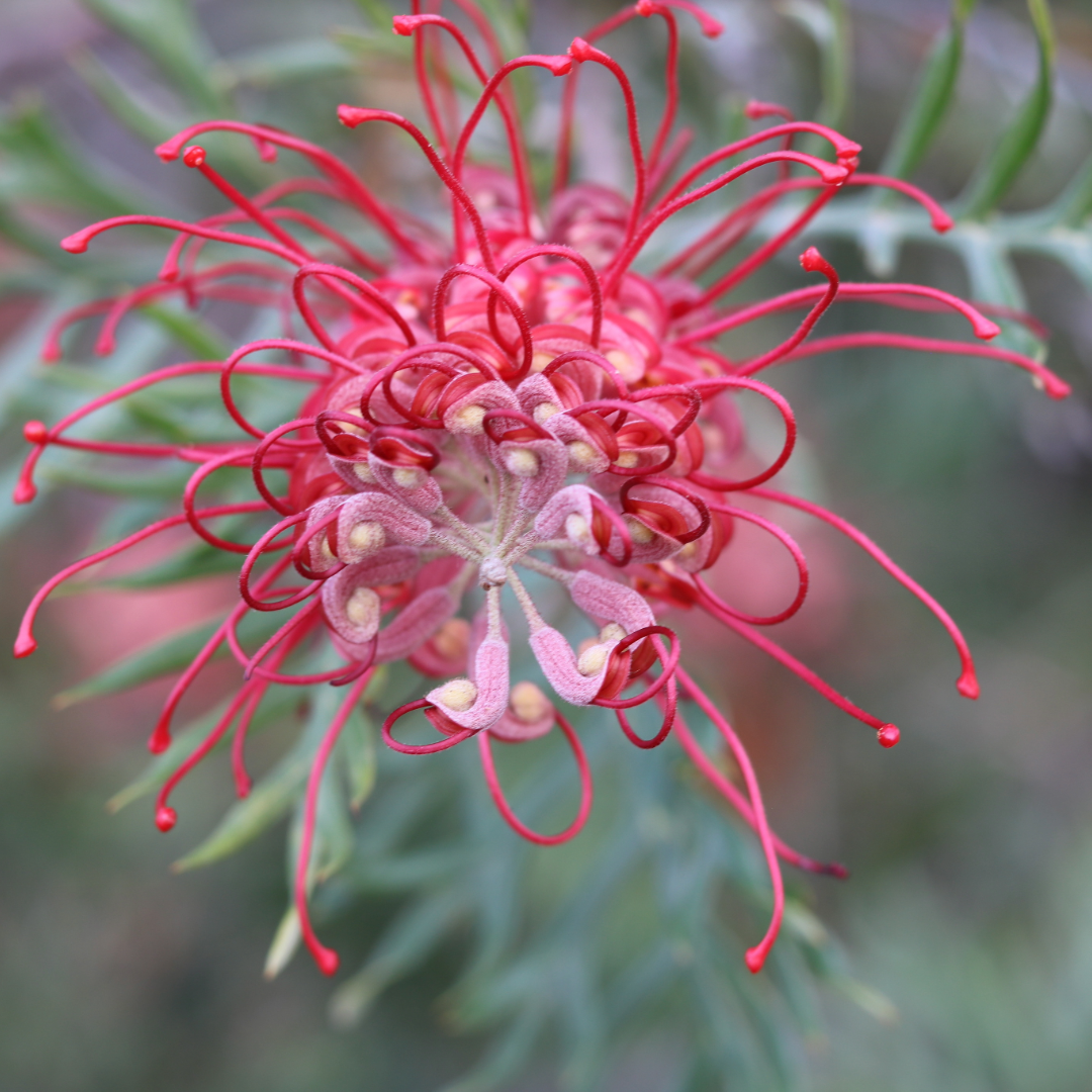 Grevillea Bronze Rambler — Mosgiel Garden Place