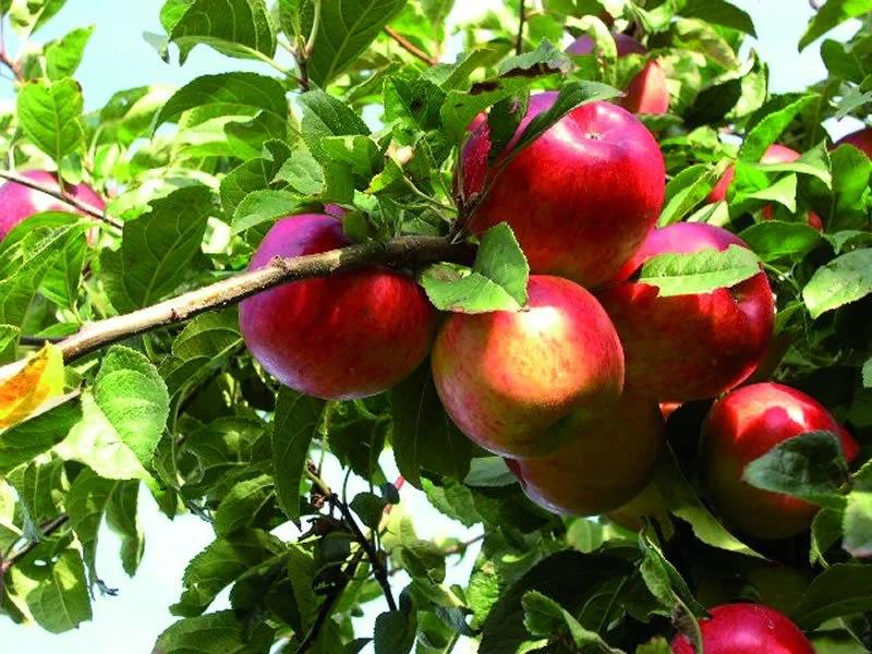 Apple-Prima.jpg