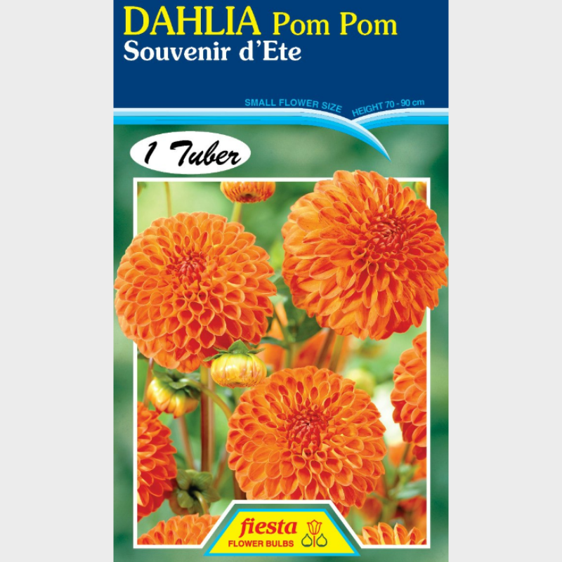 Dahlia-1 (18).png