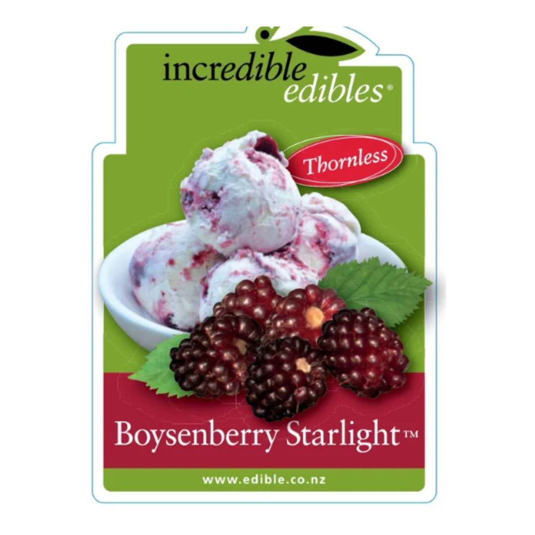 Boysenberry Starlight 3L