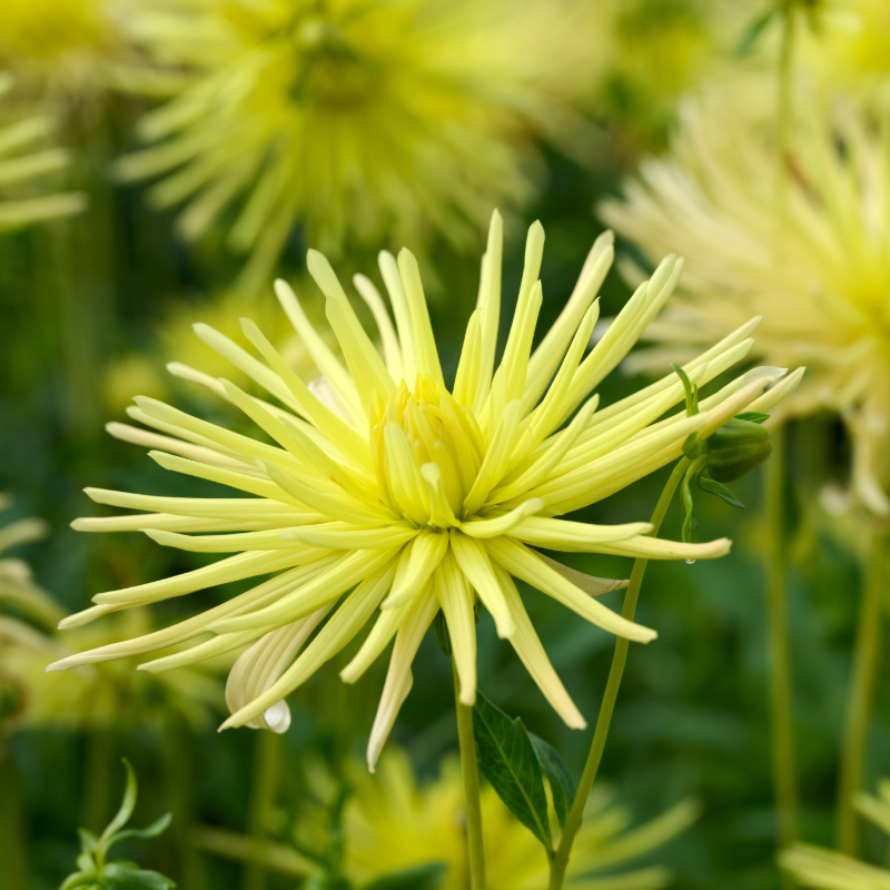 Dahlia-2 (3).png