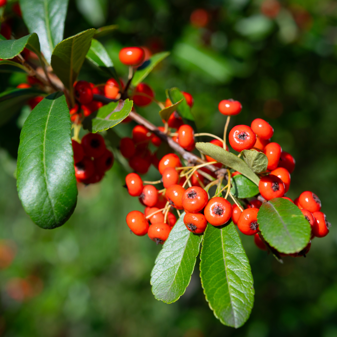 Pyracantha Tiny Tim 3.3L
