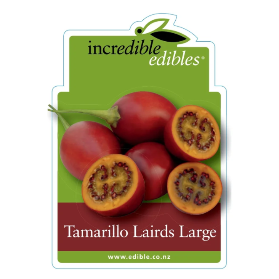 Tamarillo Lairds Large 1.9L