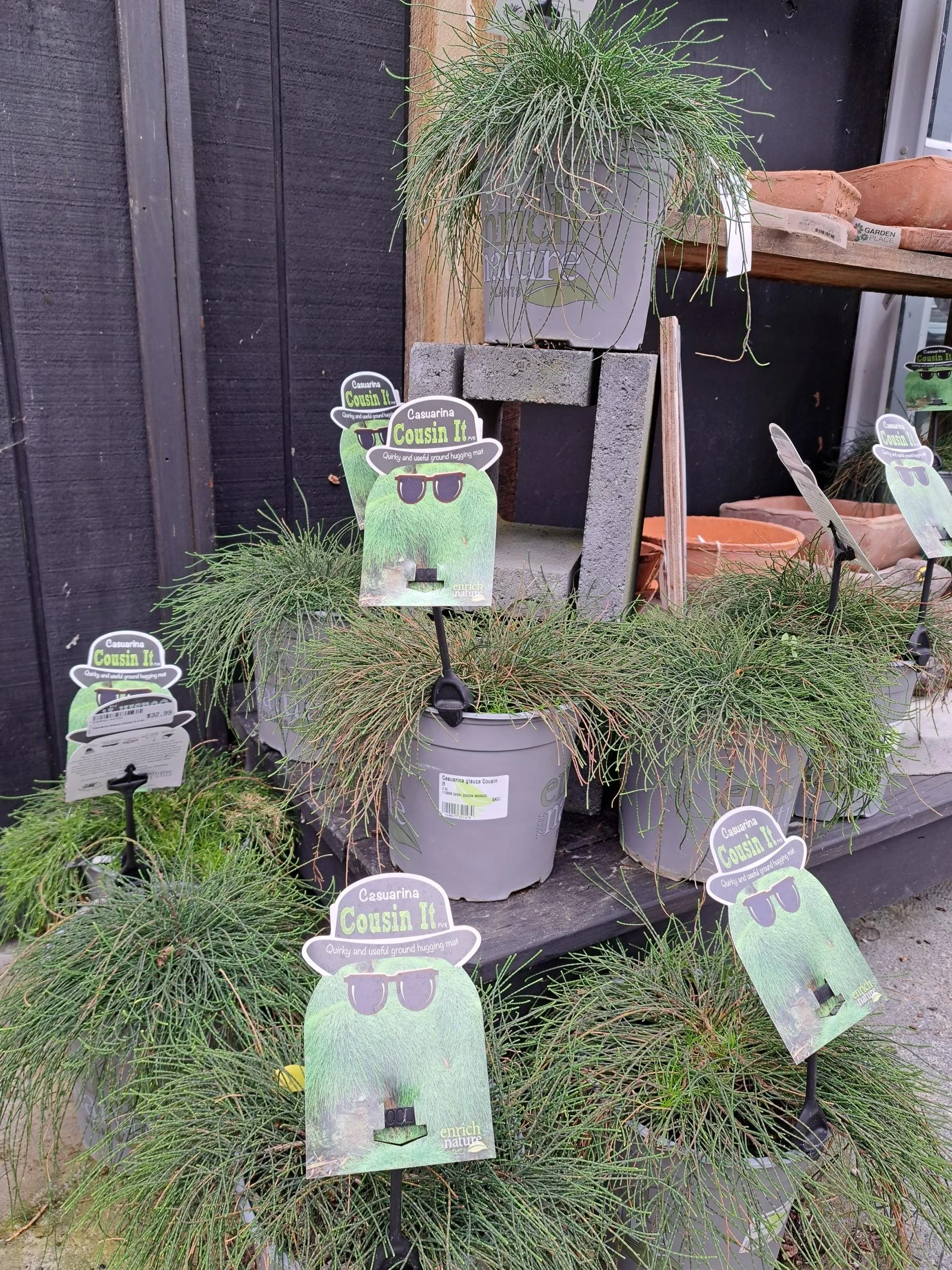Casuarina Cousin It 2.5L
