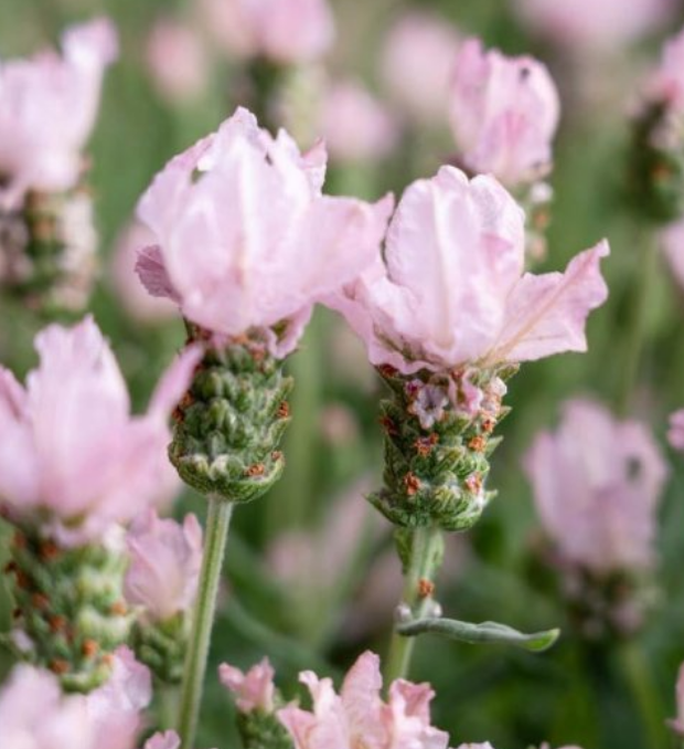 Lavender Baby Pink Princess
