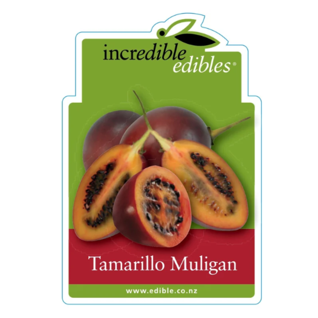 Tamarillo Muligan 1.9L