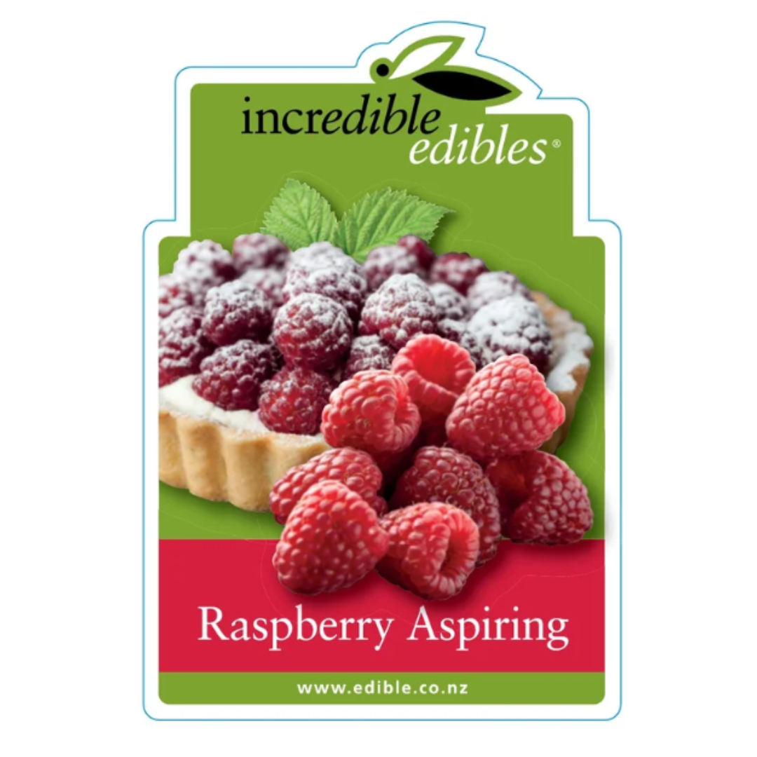 Raspberry Aspiring 3L