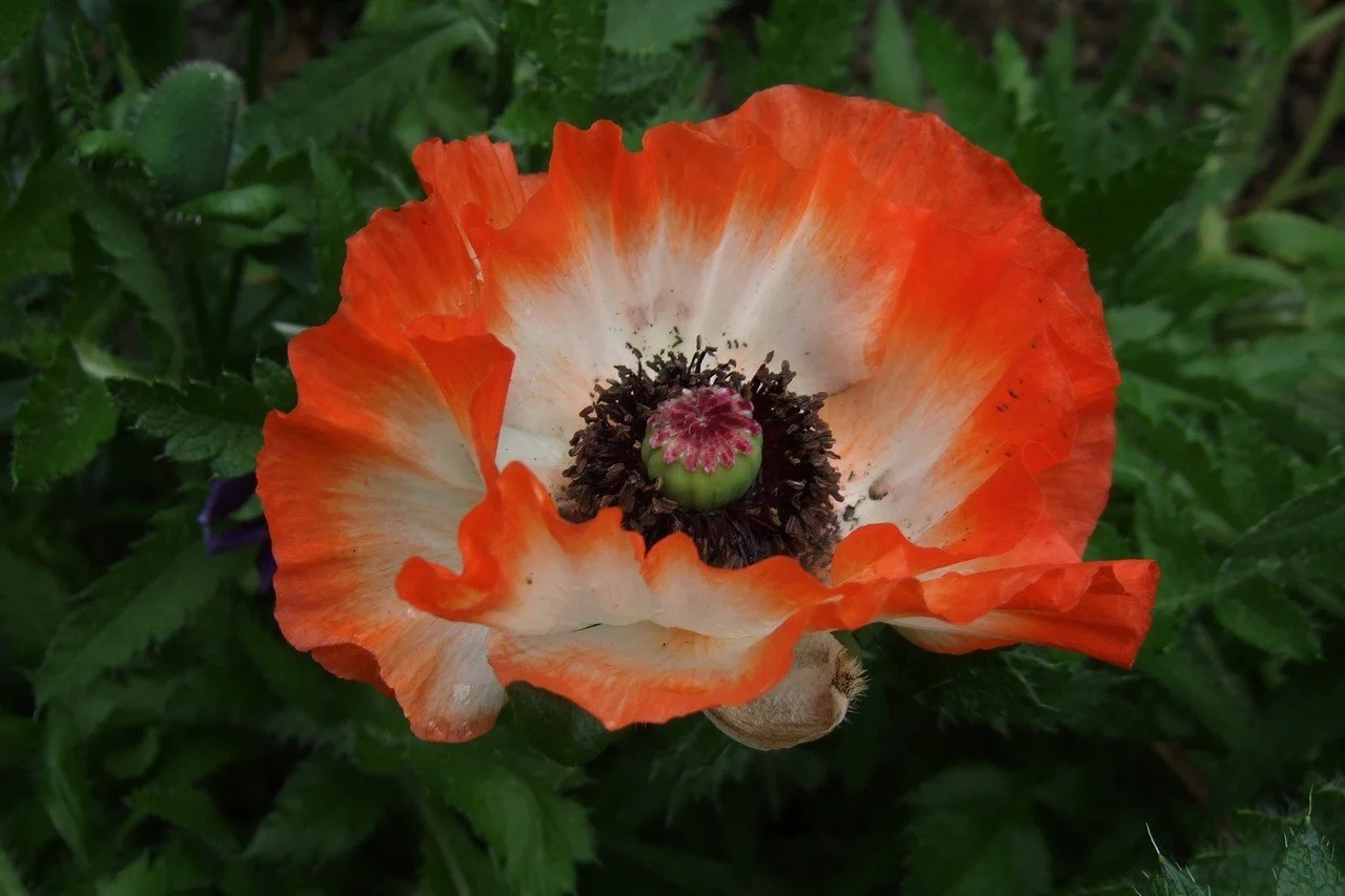 Papavar Prince Charming 1.5L
