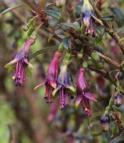 Fuchsia Excorticata 3.5L (Tree Fuchsia)