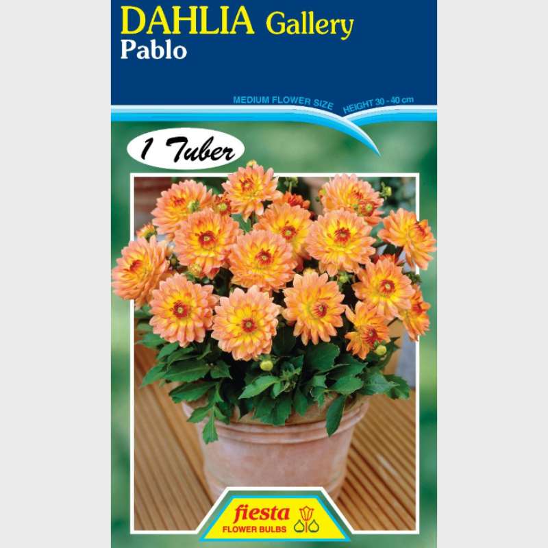 Dahlia-1 (14).png