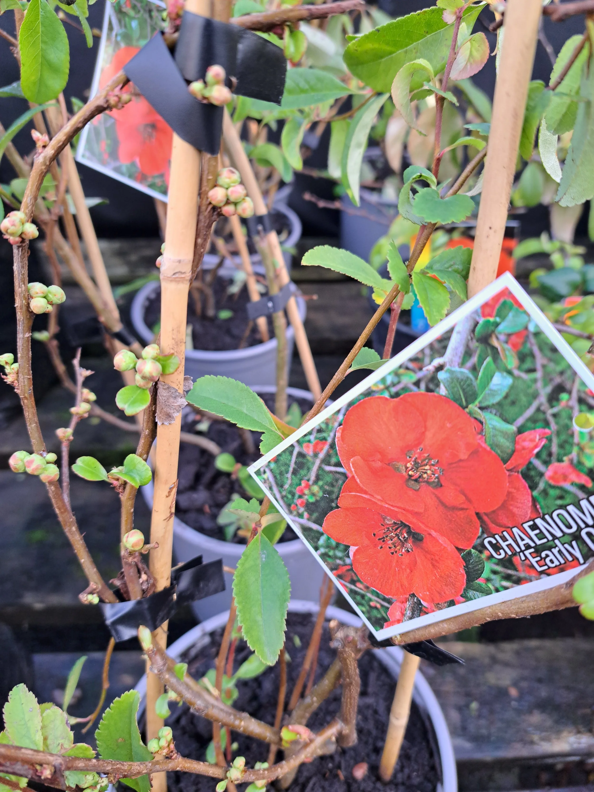 Chaenomeles Early Orange 2.5L