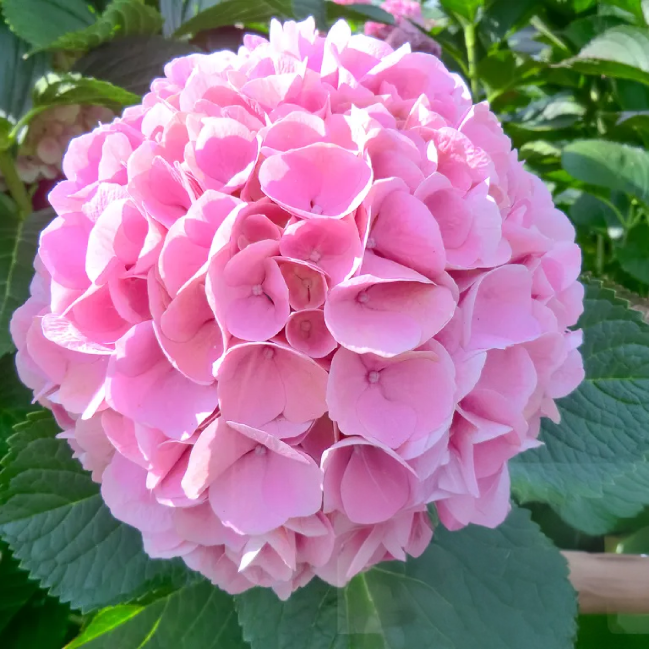 Remove background project (16).png