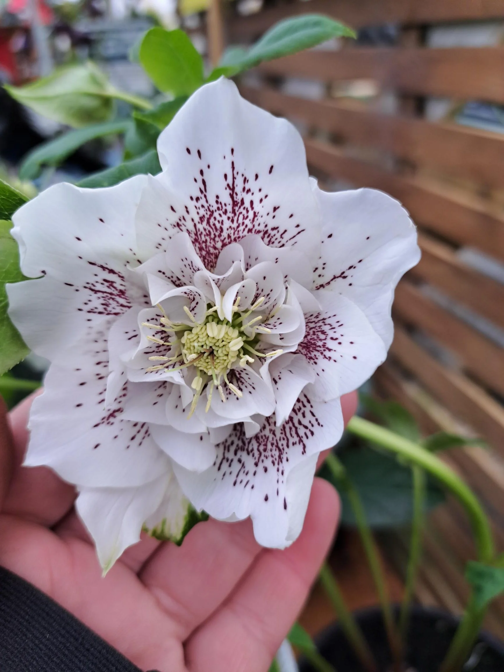Helleborus Double White spotted Hybrid 2.5L