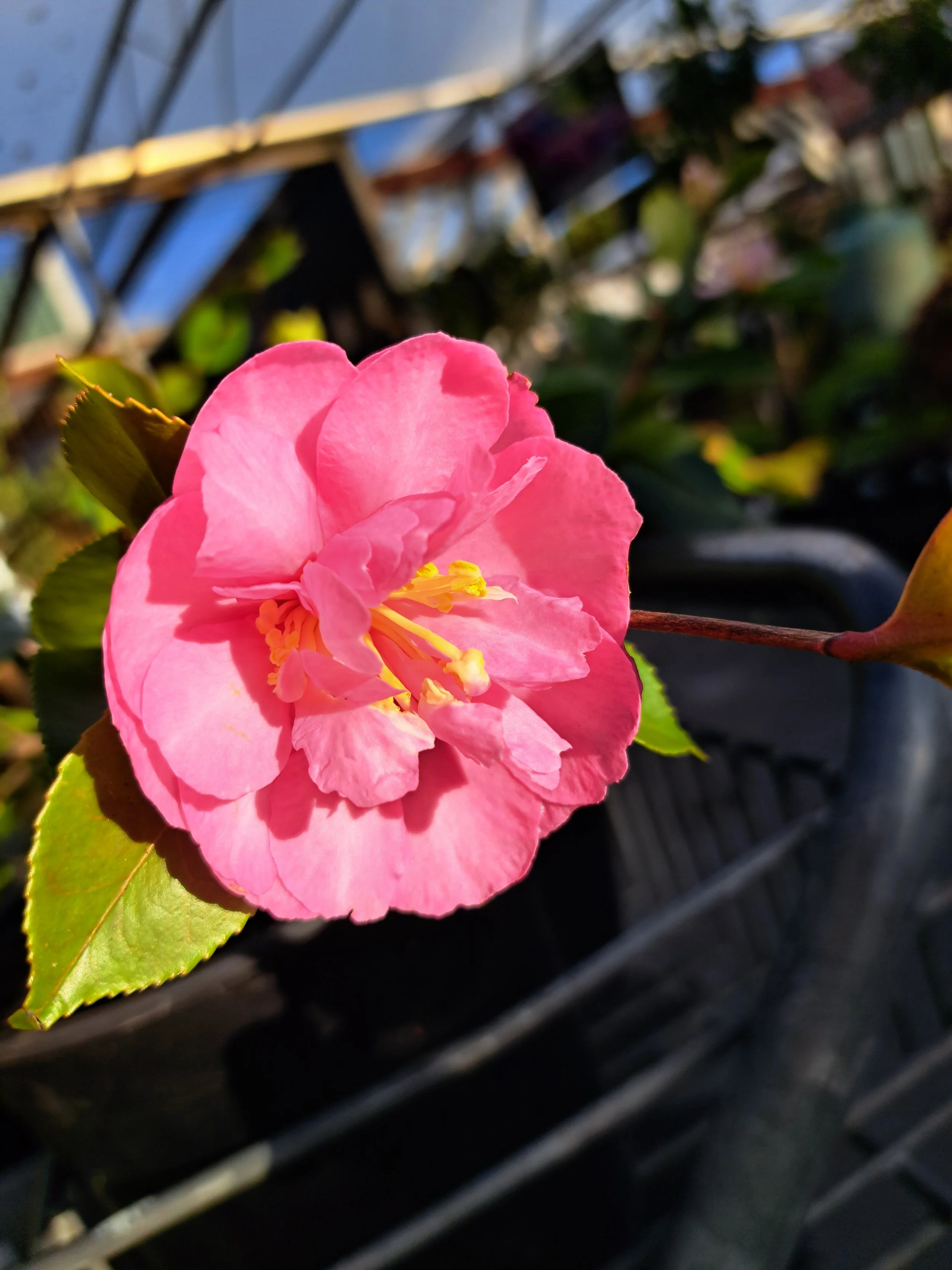 Camellia Marge Miller 2.5L