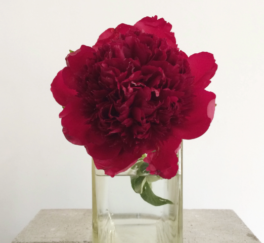 Paeony Many Happy Returns 2.5L