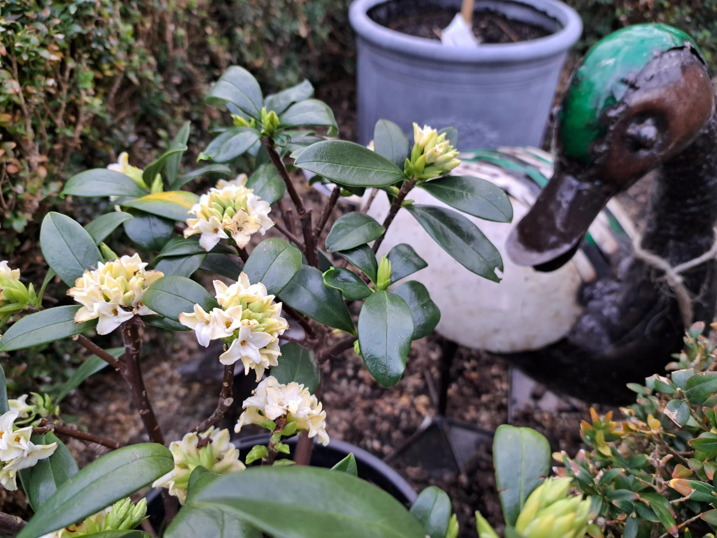 Daphne Odora Alba 7.5L