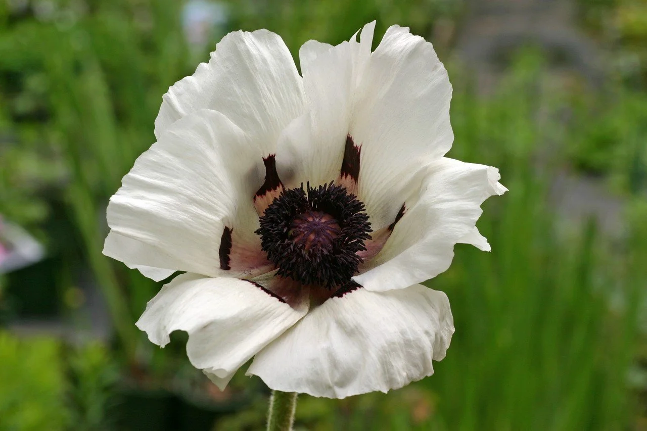 Papavar Royal Wedding 1.5L