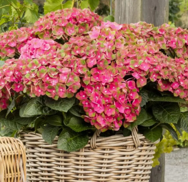 Hydrangea 'Rembrandts'  Rosso Glory 2.5L