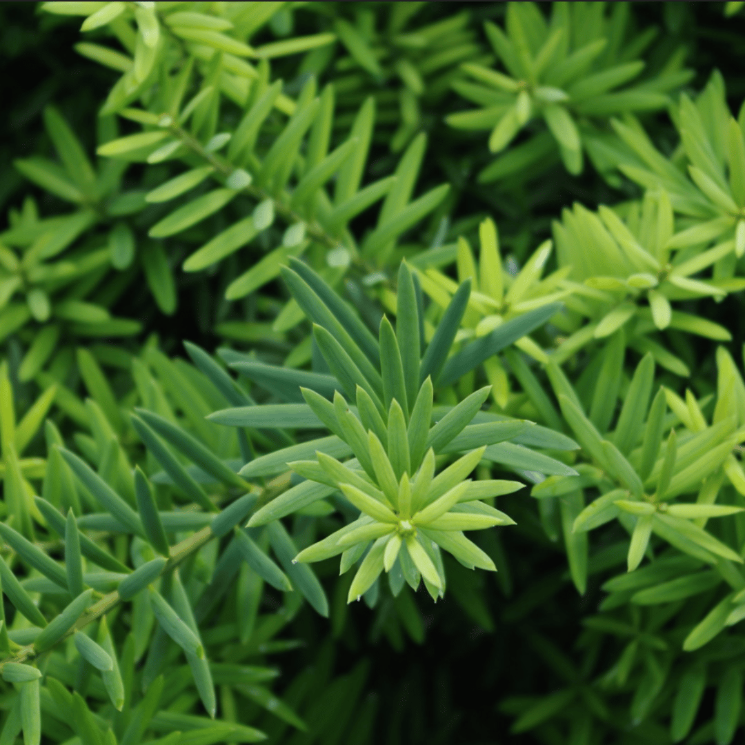 65e1222193a2b15d780727f7_Totara.png