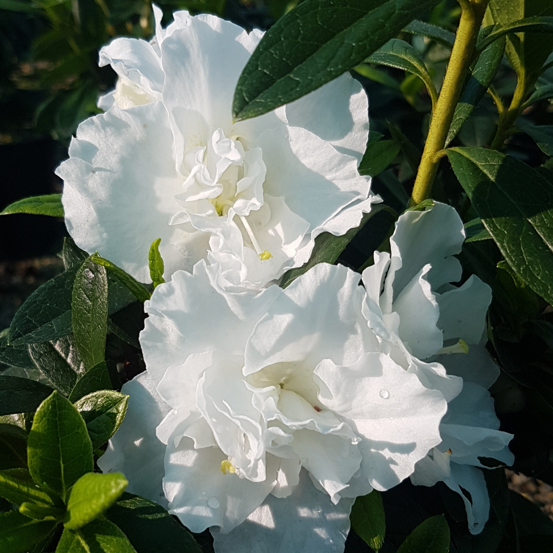Azalea Alaska 2L