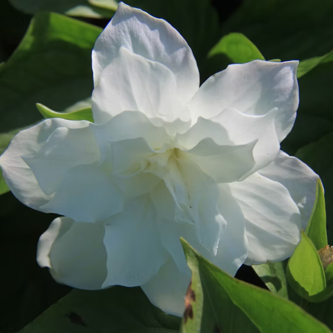 Untitled - July 29, 2026 at 12.14.31 (10).png
