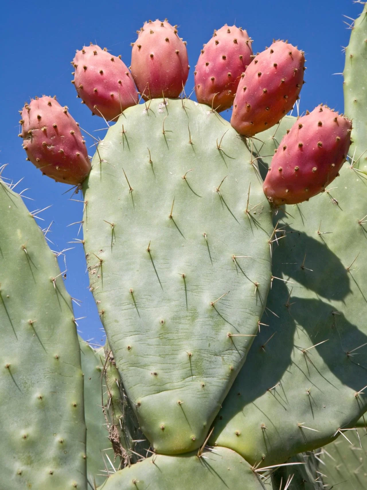 Prickly Pear Cactus