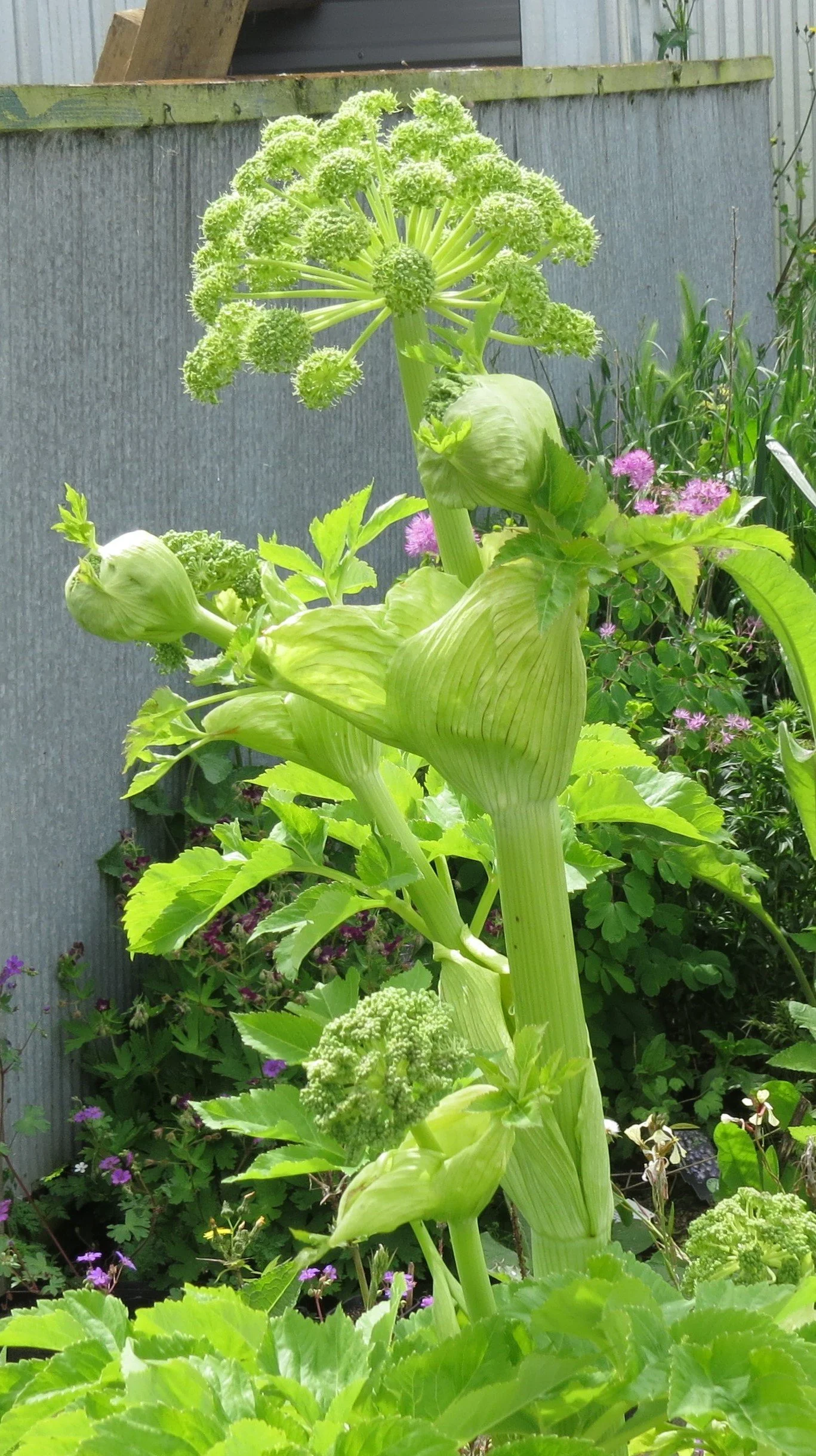 Angelica