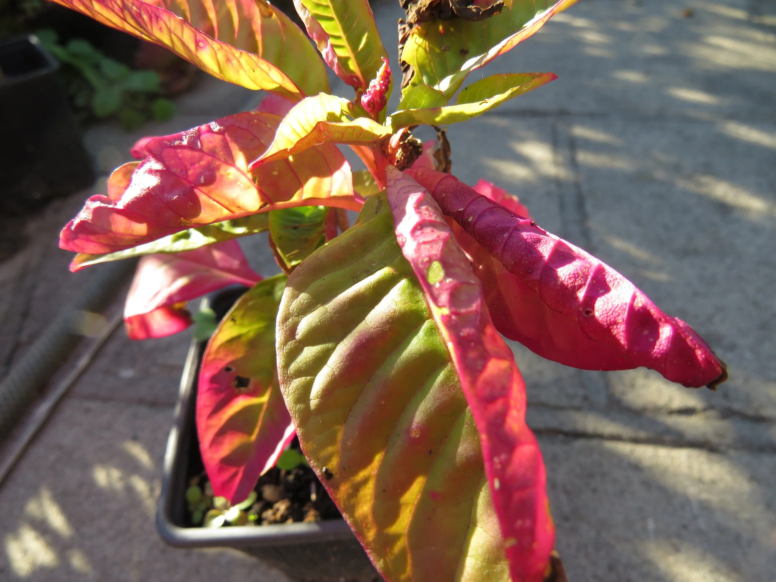 Poke Root, a herb to treat with care