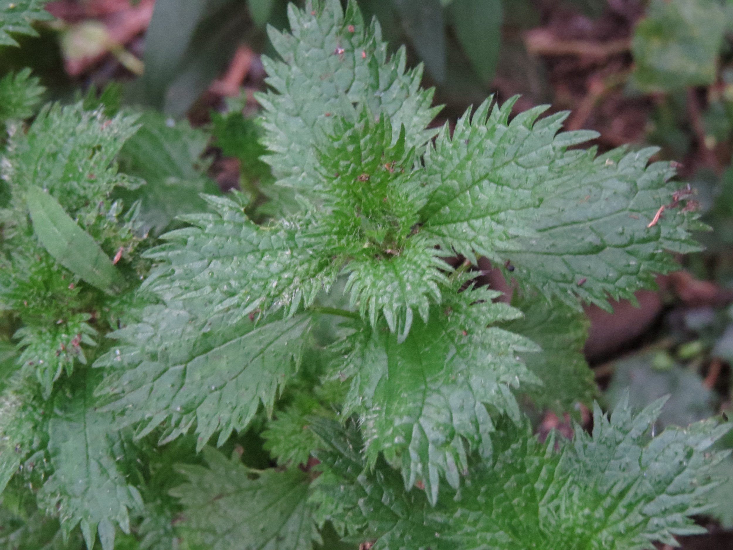 The nutrient powerhouse, nettle